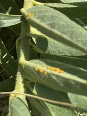 Asclepias asperula