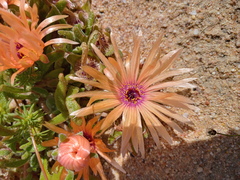 Cleretum bellidiforme