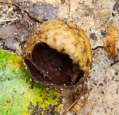 Amphibolips quercusinanis