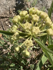Asclepias asperula