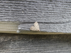 Zanclognatha protumnusalis