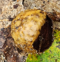 Amphibolips quercusinanis