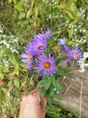 Symphyotrichum novae-angliae