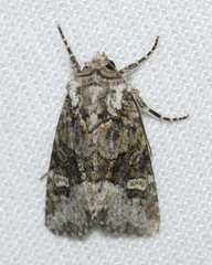 Lacinipolia olivacea