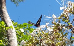 Parides proneus