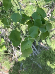 Smilax bona-nox