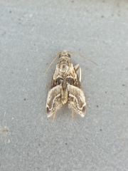 Lineodes