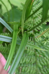 Scirpus microcarpus