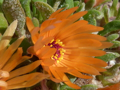 Cleretum bellidiforme