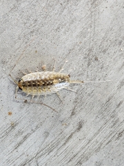 Ligia exotica