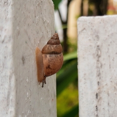 Bulimulus