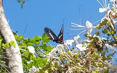 Parides proneus