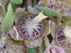 Cleretum bellidiforme