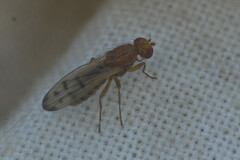 Opomyza