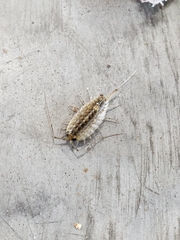 Ligia exotica