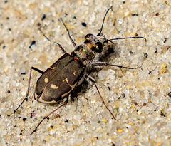 Cicindela hirticollis