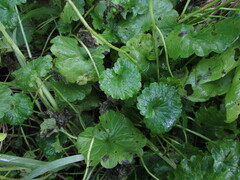 Puccinia glechomatis