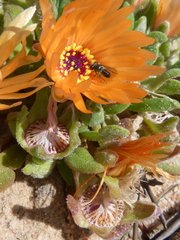 Cleretum bellidiforme