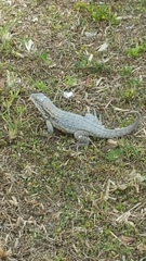 Leiocephalus carinatus