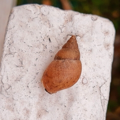 Bulimulus