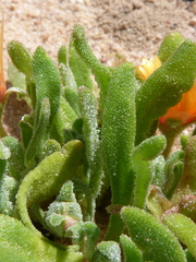 Cleretum bellidiforme