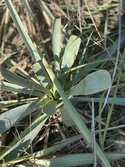 Yucca pallida