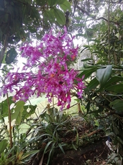 Epidendrum porphyreum