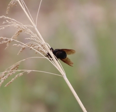 Mallophora leschenaulti