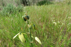 Albuca cooperi