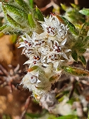 Metalasia pulchella