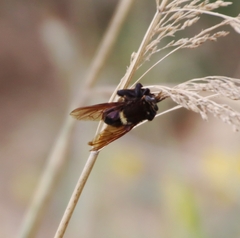 Mallophora leschenaulti