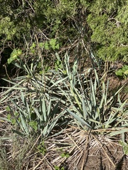 Yucca arkansana