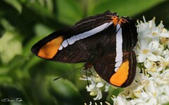 Adelpha syma