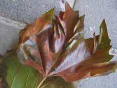 Phyllonorycter platani