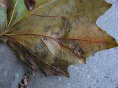 Phyllonorycter platani