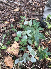 Pycnanthemum incanum