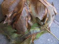 Phyllonorycter platani