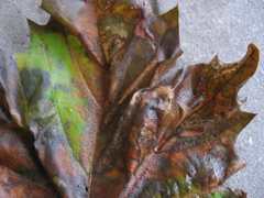 Phyllonorycter platani