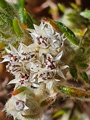 Metalasia pulchella
