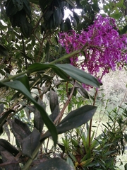 Epidendrum porphyreum