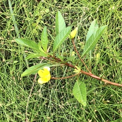 Ludwigia hexapetala
