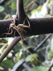 Camptonotus carolinensis