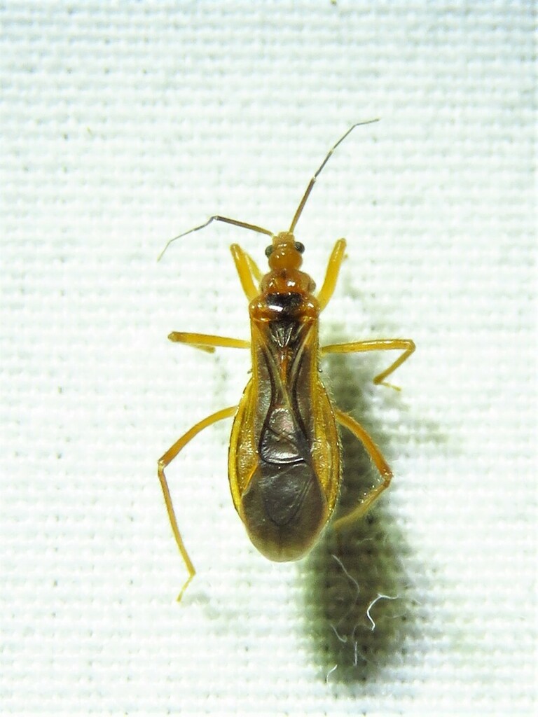 Oncerotrachelus acuminatus