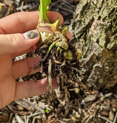 Eulophia graminea