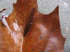 Phyllonorycter platani