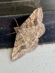 Frederickia s-signata