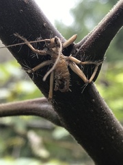 Camptonotus carolinensis