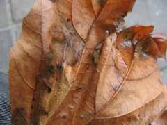 Phyllonorycter platani