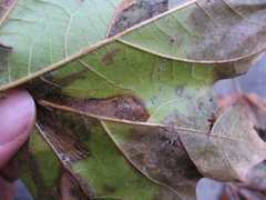Phyllonorycter platani