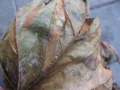 Phyllonorycter platani